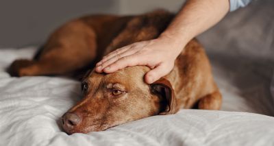 Dogs grieve over the loss of canine companions, study suggests