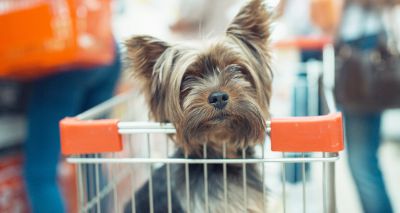 Wilko to allow dogs in most of its stores