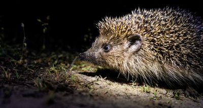 Report shows large decline in rural hedgehog populations