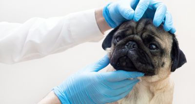 Kennel Club to offer Respiratory Function Grading at Crufts