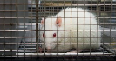 MPs to debate animal testing petition