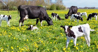 Study to aid selective breeding in cattle