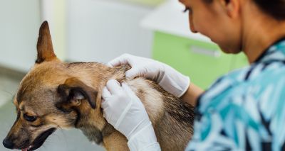 Vet nurses invited to free dermatology event