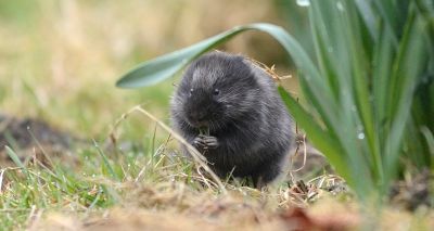 Interactive map protects Glasgow's water voles