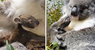 Young koala at Longleat begins to explore outside