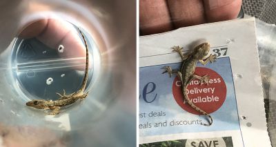 Stowaway gecko found inside box of musical instruments