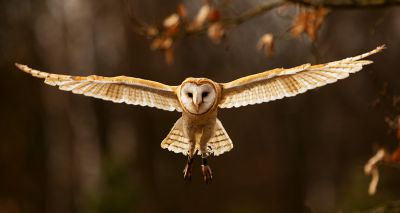 Gliding barn owls could inform more aerodynamic design in aircraft