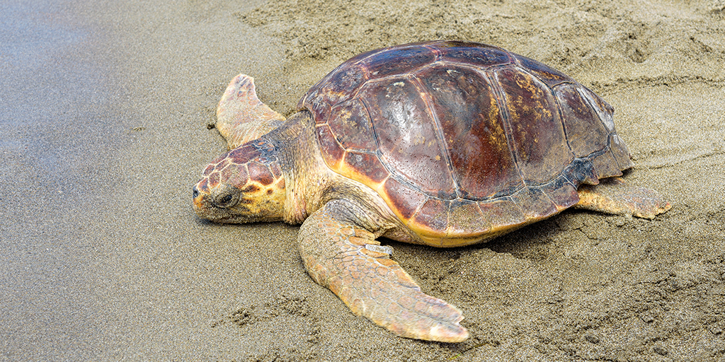 Loggerhead turtle rescued from Scottish island