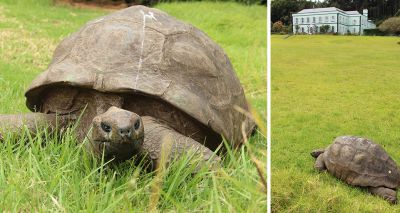 Tortoise receives second Guinness World Record