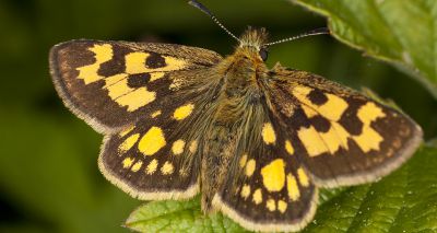 Location of reintroduced chequered skipper butterflies revealed