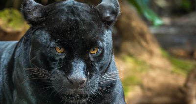 Chester Zoo confirms death of black jaguar