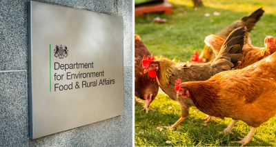 Suffolk poultry keepers urged to step up biosecurity efforts