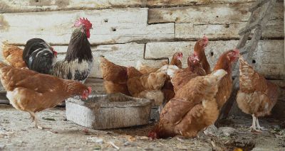 Fresh warning to bird keepers over avian flu