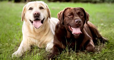 New DNA testing schemes for Labrador retrievers approved