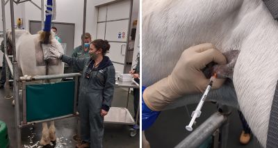 RVC announces novel melanoma treatment for horses