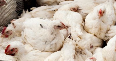 Further avian flu cases in Suffolk confirmed