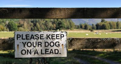 Reported increase in dog attacks on livestock