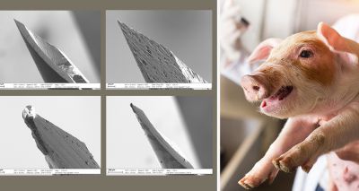 RVC study on needle reuse in piglets