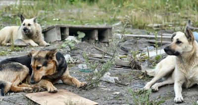 Animal welfare charities support Ukraine