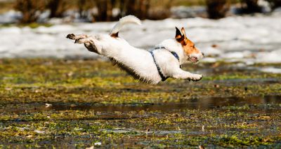 Battersea's Muddy Dog Challenge opens for registration