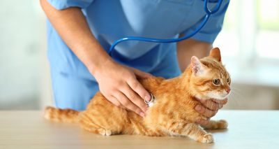 Feline Pancytopenia research fund launched