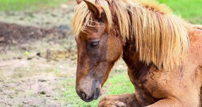 Scientists discuss new approaches equine grass sickness