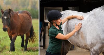 App developed to tackle obesity in horses