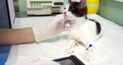 Feline hypertension cases reaching "crisis point"