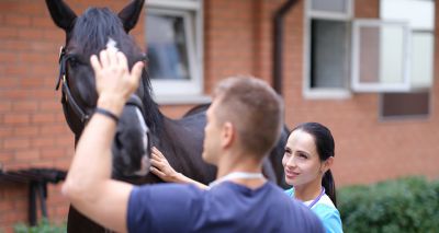 Final call for international equine scholarship