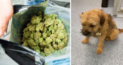 Vets warn owners after dogs ingest cannabis on walk