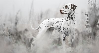 Dog Photographer wins prestigious award