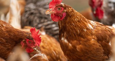 New benefits discovered for novel avian flu vaccine