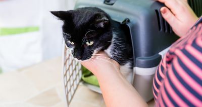 ISFM celebrates 10 years of cat-friendly clinics