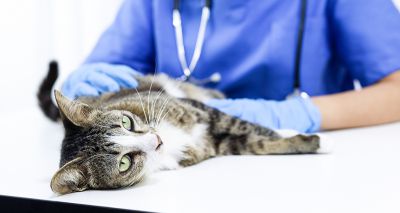 World-first study into blood pressure and renal function in cats