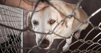 Nowzad launches campaign to support animal shelters in Ukraine