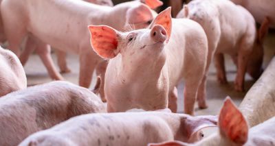 Algorithm created to reveal pig emotion