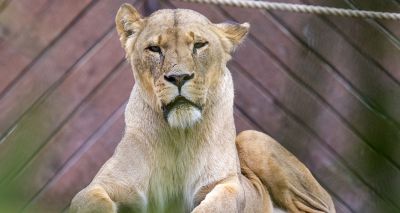 Colchester Zoo announces death of lioness