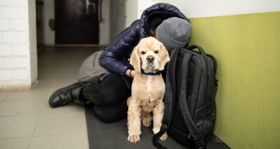 Gov. announces support for Ukrainian refugees with pets