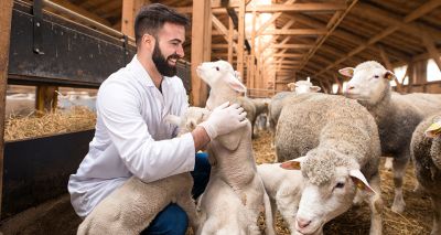 RCVS Knowledge seeks 'Farm Vet Champions'