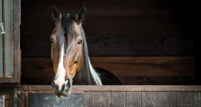Harrowing tales of equine suffering reported in Ukraine