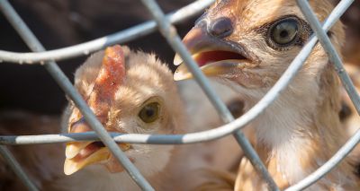 Multiple cases of avian flu confirmed in Devon