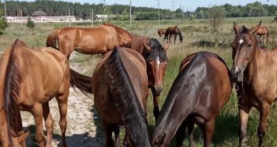 UK farm asks for support to rescue Ukrainian horses