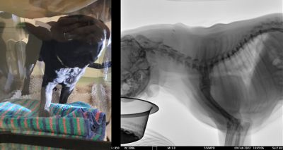 Veterinary team design fluoroscopy container