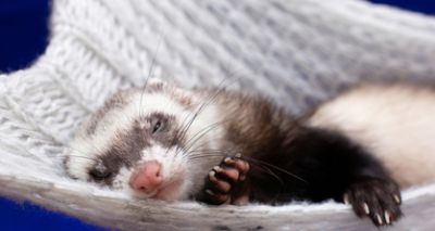 Tunnels and scent trails 'beneficial' to ferret welfare