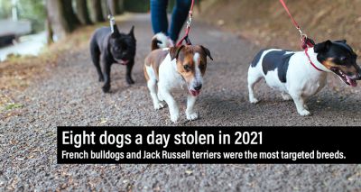 UK dog thefts hit seven-year high