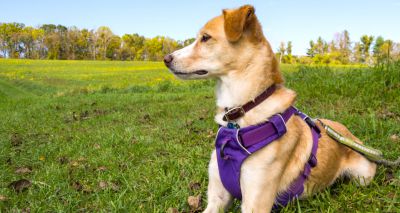 Study seeks dog owners for harness design research