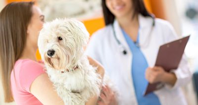 Vets for Ukrainian Pets scheme launched