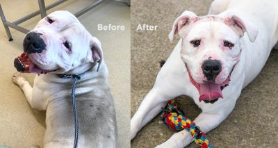 American bulldog given facelift surgery