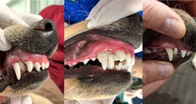 Vets realign dog's tooth with innovative procedure