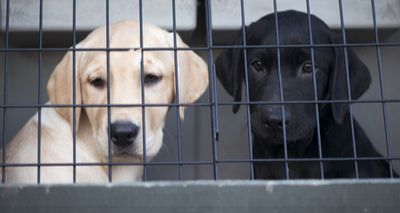 Defra suspends commercial pet imports from Ukraine